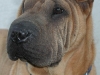 shar-pei-Derrick240505-3.jpg