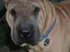shar-pei-Derrick240505-4.jpg