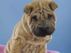 shar-pei-Derrick3-07112004.jpg