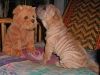 shar-pei-Derrick3-28102004.jpg