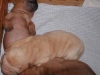 shar-pei-DerrickDonDag-300904.jpg