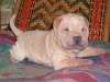 shar-pei-Don-14102004.jpg