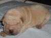 shar-pei-Don-300904.jpg