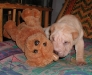shar-pei-Don1-28102004.jpg