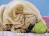 shar-pei-Don2-07112004.jpg