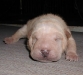 shar-pei-Don2609.jpg