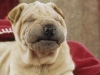 shar-pei-Don5-07112004.jpg
