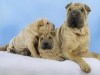 shar-pei-DonDonanoBruna2-07112004.jpg
