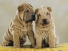 shar-pei-DonanoDon1-07112004.jpg