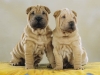 shar-pei-DonanoDon3-07112004.jpg