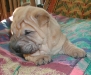 shar-pei-Donato-21102004.jpg