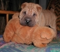 shar-pei-Donato1-28102004.jpg