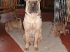 shar-pei-DonatoBrunaDerrickDuddley-21102004.jpg