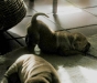 shar-pei-Duddley-18102004.jpg