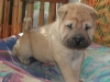 shar-pei-Duddley-21102004.jpg