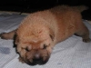 shar-pei-Duddley-300904.jpg