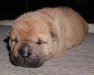 shar-pei-Duddley2609.jpg