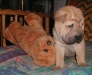 shar-pei-Duddley3-28102004.jpg
