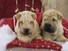 shar-pei-WeihDonDudly1-07112004.jpg