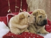 shar-pei-WeihDonDudly2-07112004m.jpg