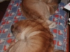 shar-pei-WispeBrunaDuddley-18102004.jpg