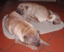 shar-pei-WispeBrunaDuddley-21102004.jpg