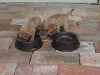 shar-pei-draussen-18102004.jpg