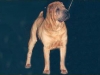 shar-pei-raspoutine.jpg