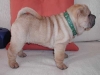 121102baloo1.jpg