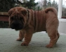 shar-pei-061102Baloo.jpg