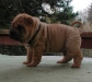 shar-pei-061102Baxter.jpg