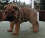 shar-pei-061102Bluebell2.jpg