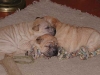 shar-pei-061102HugMaoBax.jpg