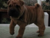 shar-pei-061102Mao4.jpg