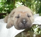 shar-pei-071002HA.jpg