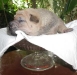shar-pei-071002HB.jpg