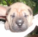 shar-pei-071002HB2.jpg