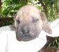 shar-pei-071002RD.jpg