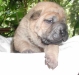 shar-pei-071002RE.jpg