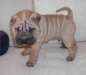 shar-pei-121102Mao2.jpg