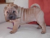 shar-pei-121102baloo2.jpg