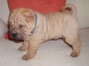 shar-pei-121102bax2.jpg