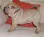 shar-pei-121102blue.jpg
