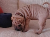 shar-pei-121102hugo1.jpg
