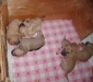 shar-pei-161002_alle.jpg