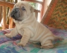 shar-pei-161002_ha.jpg