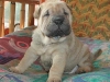 shar-pei-161002_hb.jpg