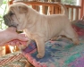 shar-pei-161002_rc.jpg