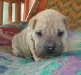 shar-pei-161002_rd.jpg