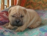 shar-pei-161002_rf.jpg